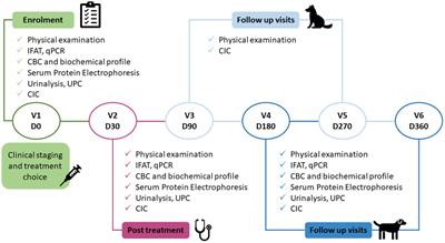 Clinical validation of circulating immune complexes for use as a diagnostic marker of canine leishmaniosis